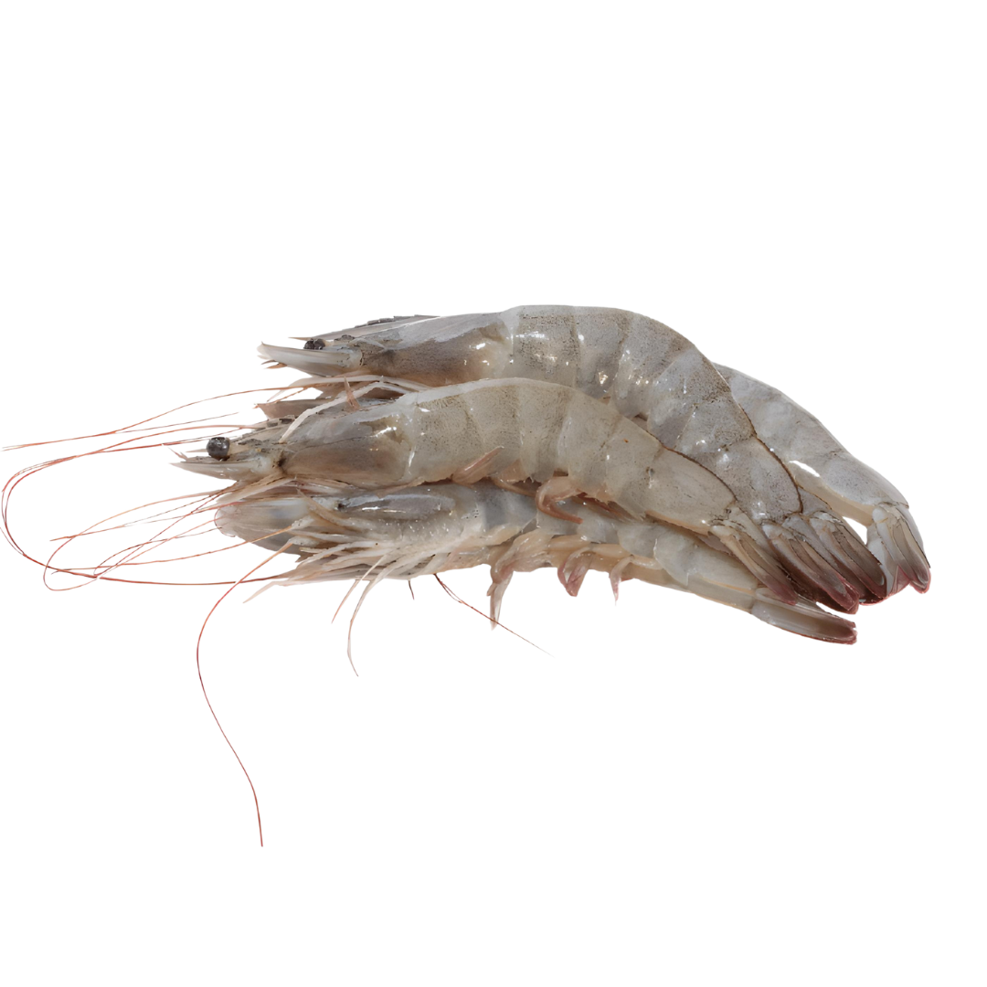 Camarón Entero del Golfo de Venezuela(Crudo con Cabeza) | Precio por kilo